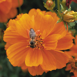 Cosmic Orange Cosmos