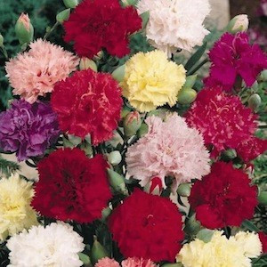 Chabaud Giant Mix Carnation