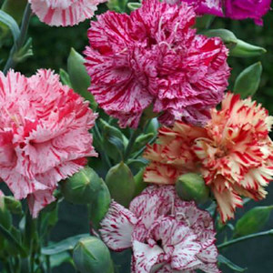 Chabaud Giant Picotee Fantasy Mix Carnation