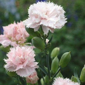 Chabaud Giant La France Carnation