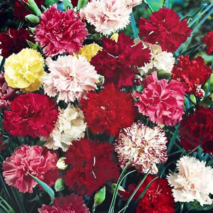 Grenadin Double Mix Carnation