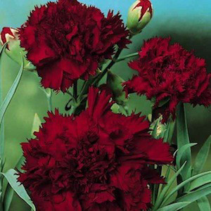 Grenadin Black King Carnation