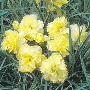 Grenadin Yellow Carnation