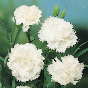 Grenadin Snow White Carnation