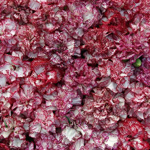 Raspberry Ripple Carnation