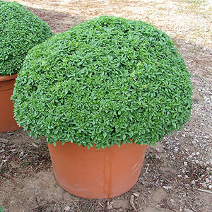 Container Patio Aristotle Basil