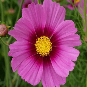 Cosmos Radiance Hot Pink