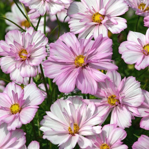 Cosmos Cosimo Collarette