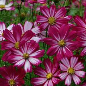 Cosmos Cosimo Purple-Red-White