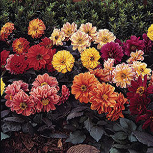 Dahlia Diablo Mix