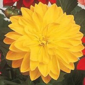 Dahlia Figaro Yellow Shades