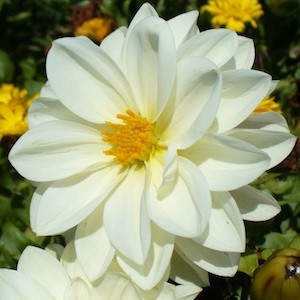 Dahlia Figaro White