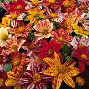 Dahlia Fireworks Mix