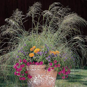 Eragrostis Wind Dancer - Love Grass