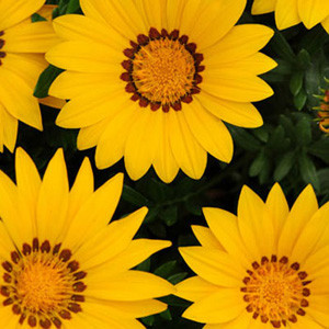 New Day Yellow Gazania