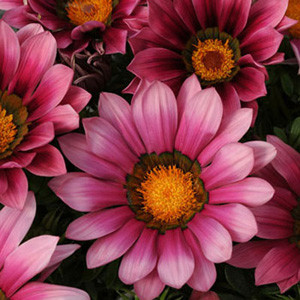 New Day Pink Shades Gazania