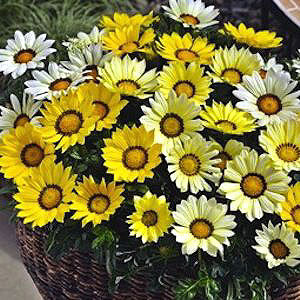 Kiss the Sun Mix Gazania
