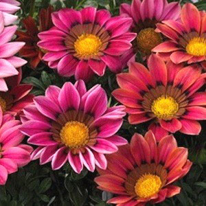 Kiss Rose Gazania