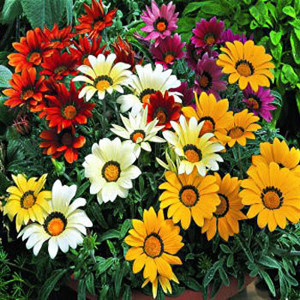 Kiss Mix Gazania