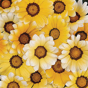 Daybreak Orange Cream Gazania