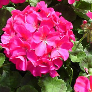 Pinto Premium Violet Geranium