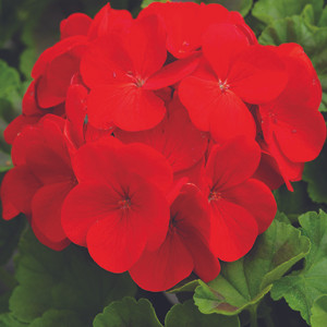 Pinto Premium Deep Red Geranium