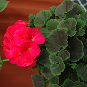 Rockstar Cherry Geranium