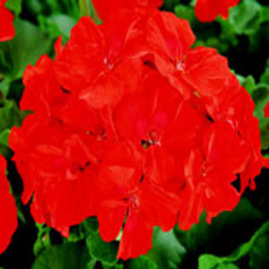 Rockstar Scarlet Geranium