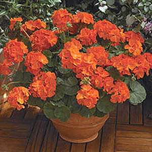 Maverick Orange Geranium