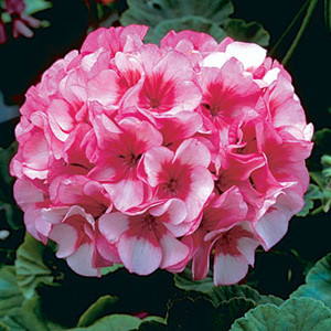 Maverick Star Geranium