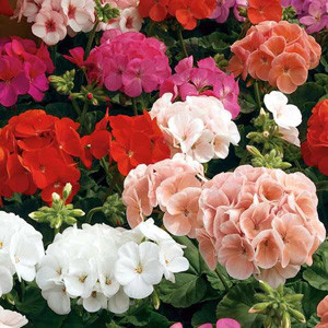 Maverick Mix Geranium
