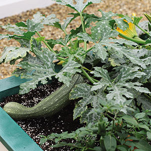 Container Patio Silver Bush Zucchini