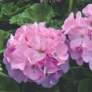 Maverick Quicksilver Geranium