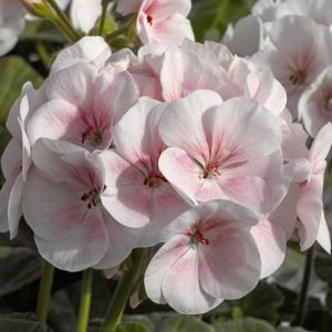 Maverick Appleblossom Geranium