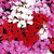 Tornado Mix Ivy Geranium
