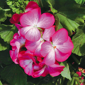 Ringo 2000 Rose Star Geranium