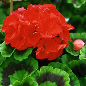 Ringo 2000 Deep Scarlet Geranium