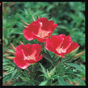 Flamingo Red Godetia Seeds