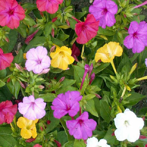 Four O'Clocks Original Mix