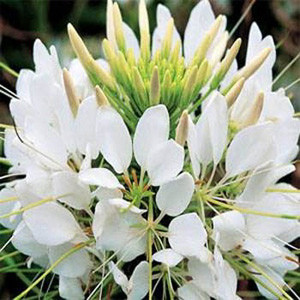 QUEEN WHITE CLEOME
