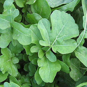 Organic Arugula Greens