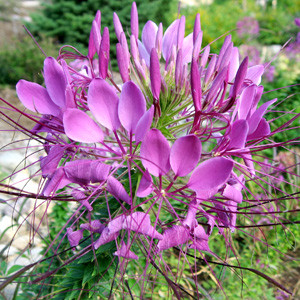 QUEEN VIOLET CLEOME