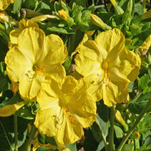 Yellow Four O'Clocks