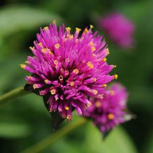 Fireworks Gomphrena