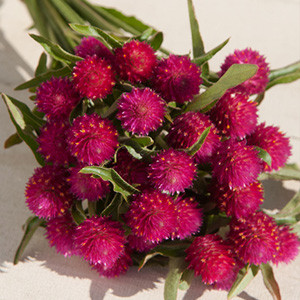 QIS Carmine Gomphrena