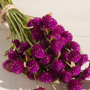 QIS Purple Gomphrena