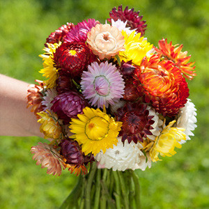 Sultane Mix Helichrysum (Strawflower)