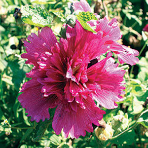 Queeny Purple Dwarf Hollyhock