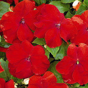 Xtreme Red Impatiens