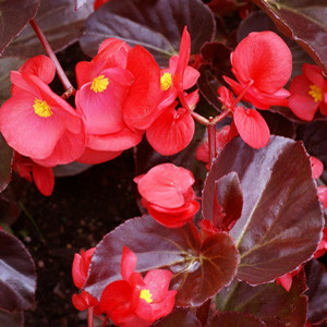 Big™ Red With Bronze Leaf Fibrous Begonia Seeds
